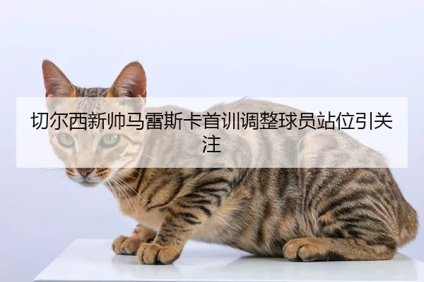 qie-er-xi-xin-shuai-ma-lei-si-ka-shou-xun-tiao-zheng-qiu-yuan-zhan-wei-yin-guan-zhu-2-482.jpg